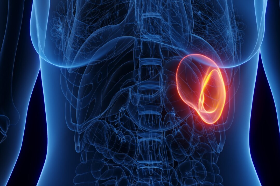 3D rendered medical illustration of a woman's spleen. (SciePro/Shutterstock)