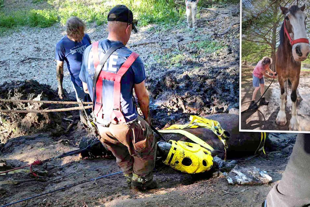 VIDEO: Clydesdale Owner Sees 2,300-Pound Draught Horse Trapped in Deep ...