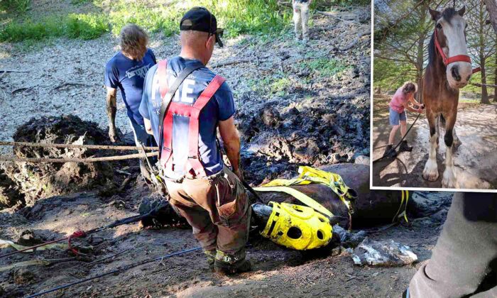 VIDEO: Clydesdale Owner Sees 2,300-Pound Draught Horse Trapped in Deep Mud—Then Help Arrives