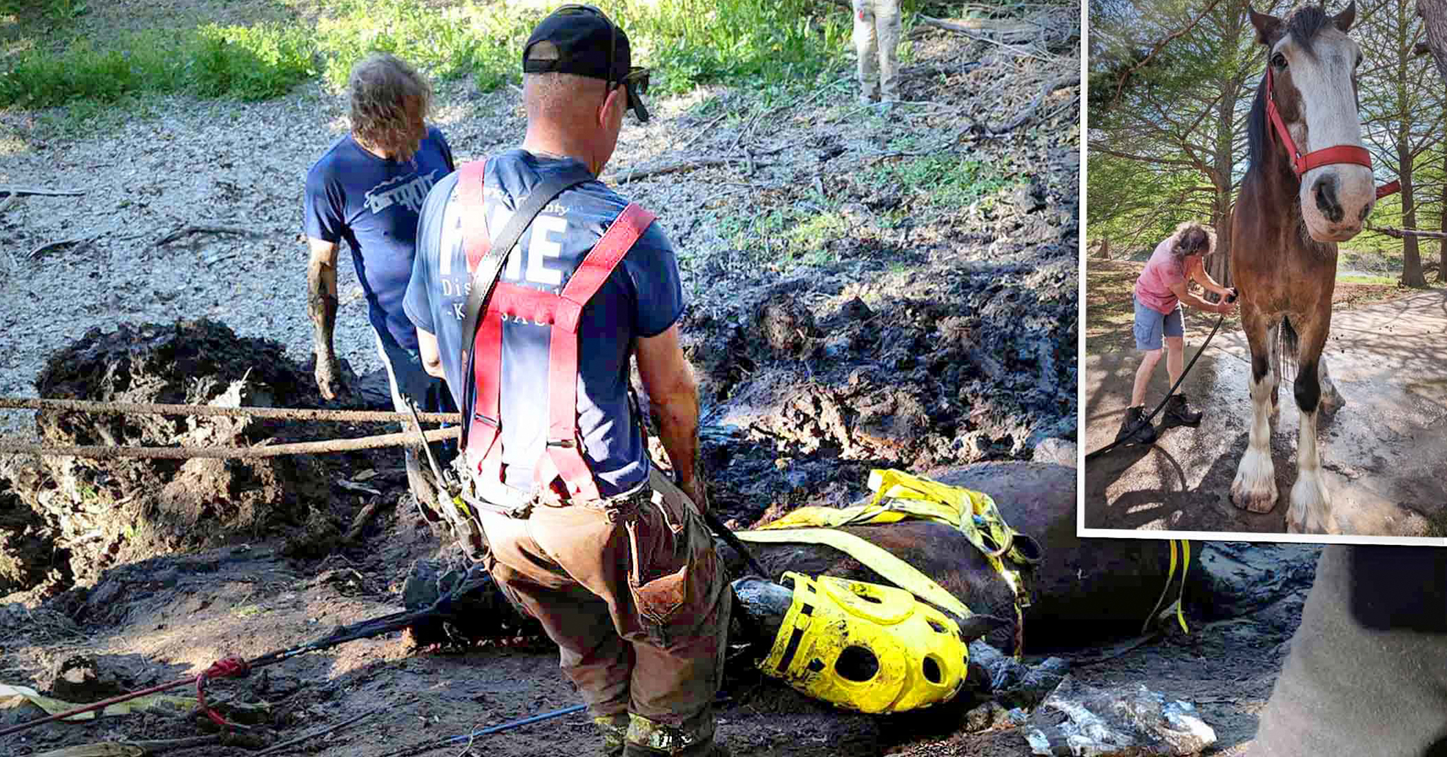 NextImg:Clydesdale owner sees draught horse trapped in deep mud—here's what happens when rescuers arrive