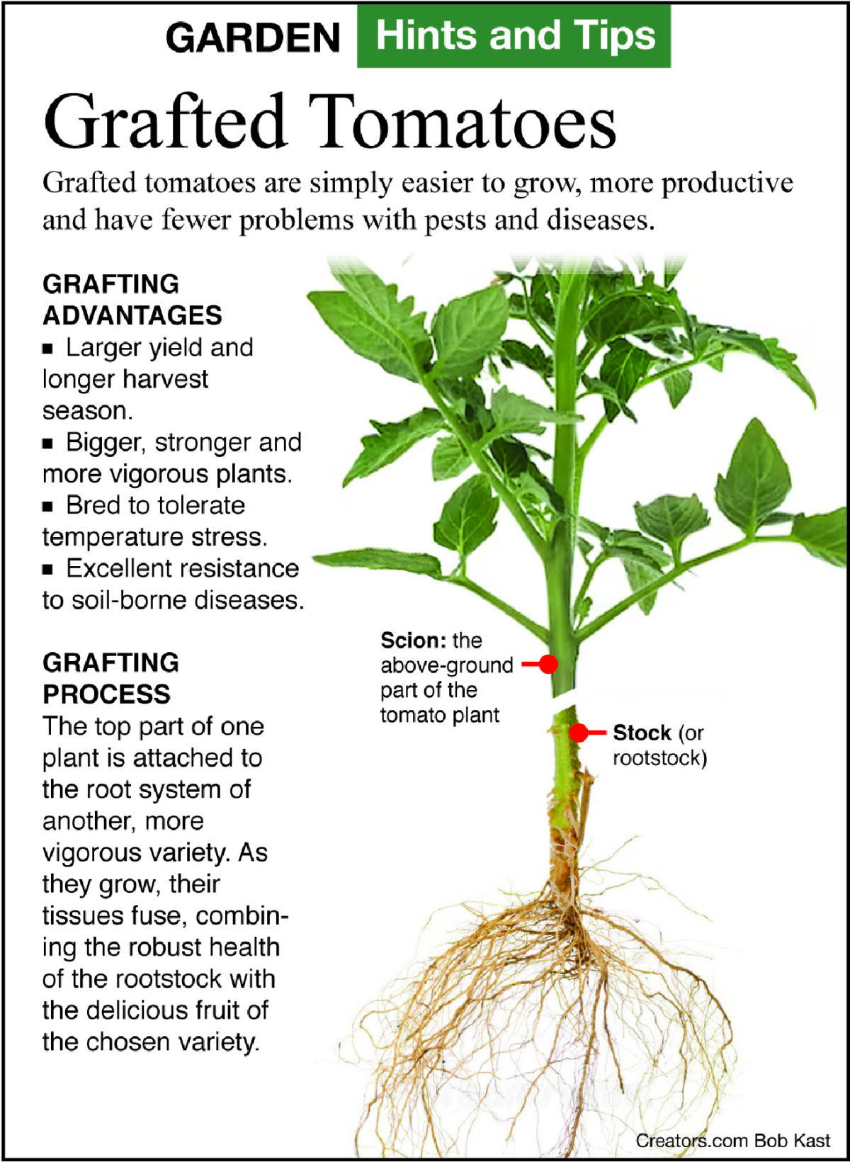 grafted-tomatoes-the-epoch-times