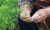 Grafted Tomatoes?