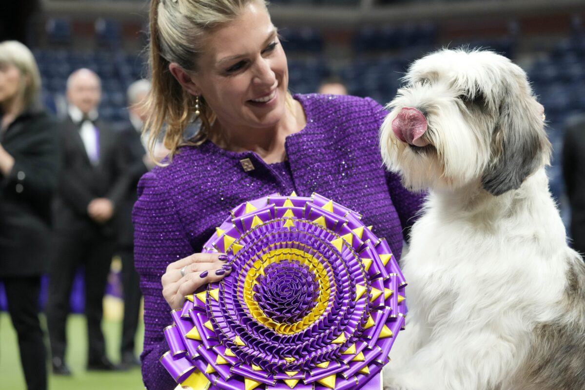 NextImg:A ‘PBGV’ Wins Westminster Dog Show, a First for the Breed