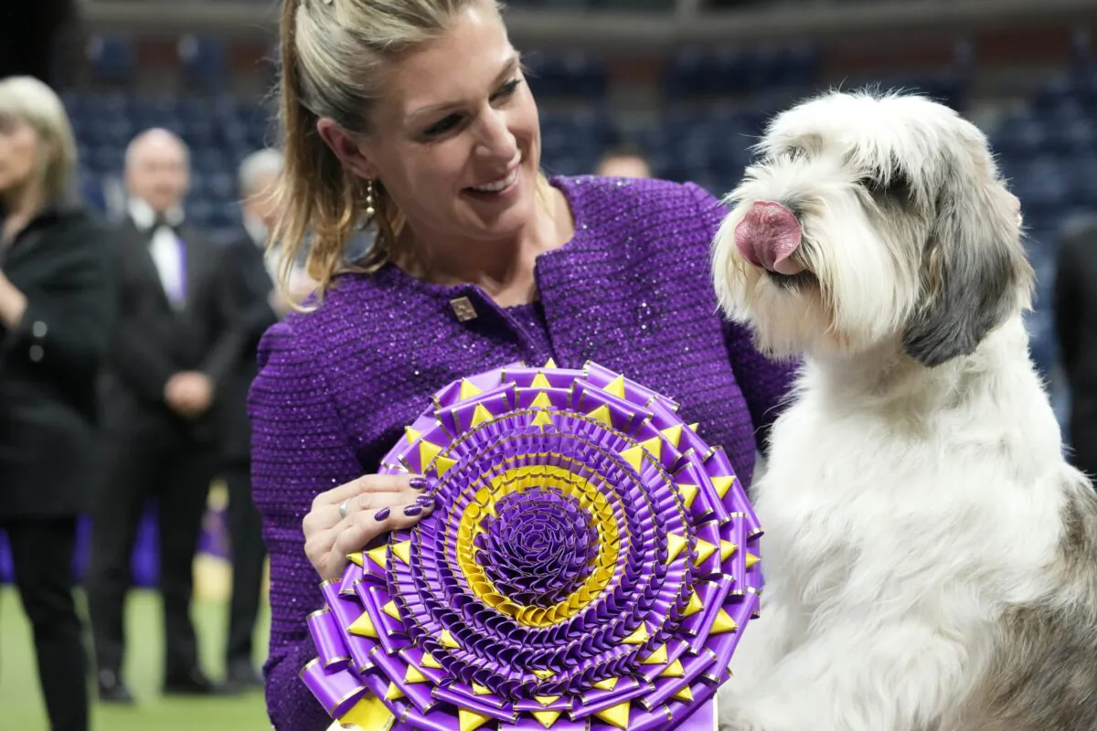 Handler Janice Hays poses for photos with Buddy Holly, a petit basset griffon Vendéen, after he won best in show during the 147th Westminster Kennel Club Dog at the USTA Billie Jean King National Tennis Center in New York on May 9, 2023. (Mary Altaffer/AP Photo)