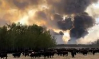 Recent Rain May Not Be Enough to Halt the Shrinking of Canada’s Cattle Herd