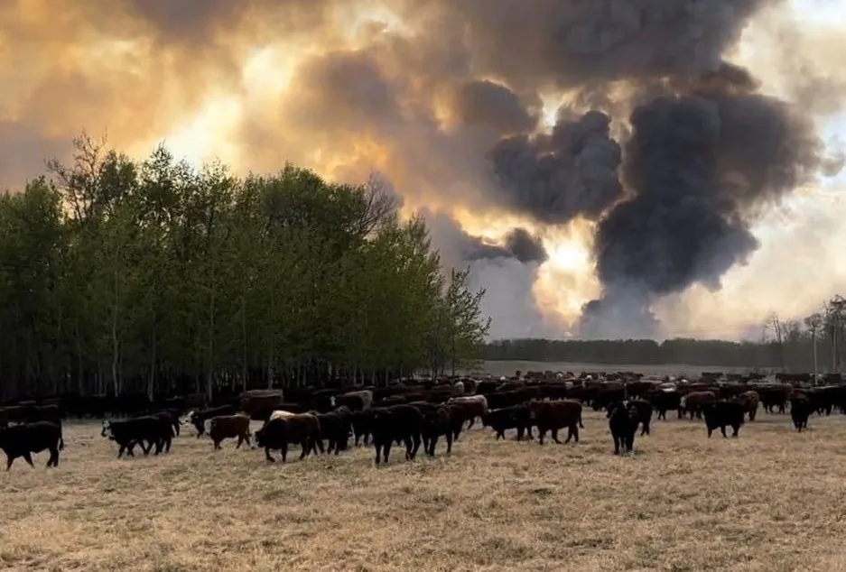 Smoke billows above cattle on a farm as wildfires burn in Alberta in May 2023. (Courtesy of Grant Taillieu)