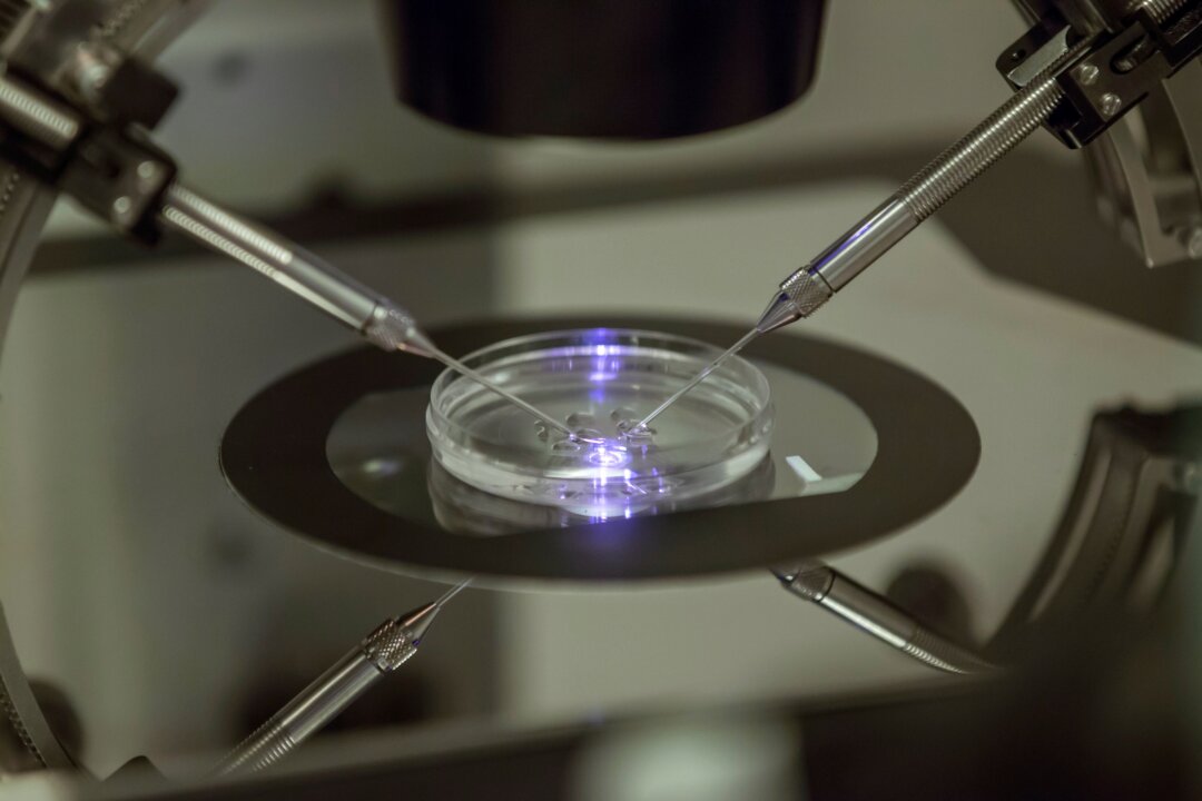 An embryologist works on a petri dish at the Create Health fertility clinic in south London, on Aug. 14, 2013. (Sang Tan/AP Photo)