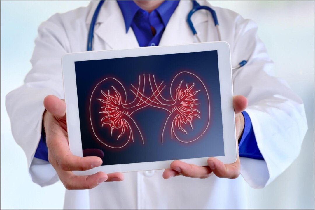 The kidney is an important detoxification organ of the human body and is crucial to human health. (Davizro Photography/Shutterstock)