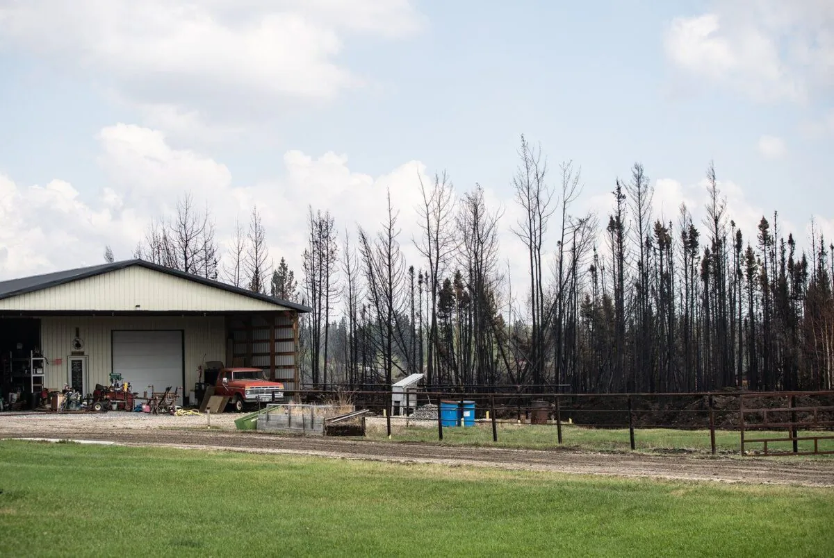 A garage that survived the wildfires is shown with the area around it burnt near Drayton Valley, Alta., May 10, 2023. (The Canadian Press/Jason Franson)
