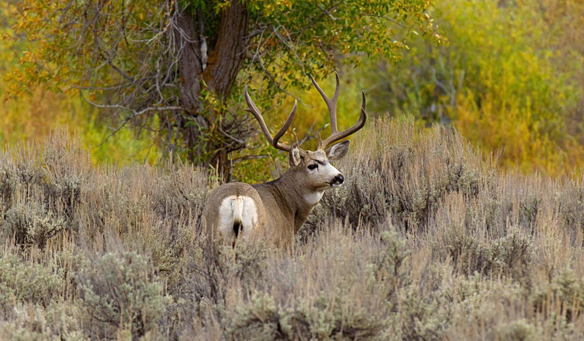 NextImg:COVID-19 Found in California Mule Deer