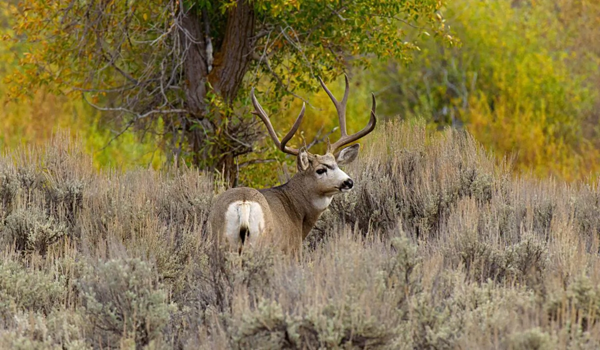 A mule deer in the brush in the Grand Teton National Park in northwestern Wyoming on Oct. 4, 2012. (Karen Bleier/AFP via Getty Images)