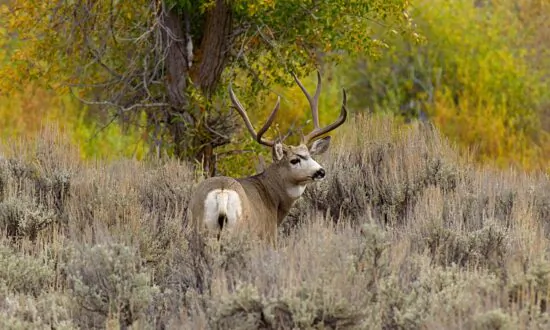 COVID-19 Found in California Mule Deer