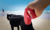 Retractable Leashes Risky for Dogs and People
