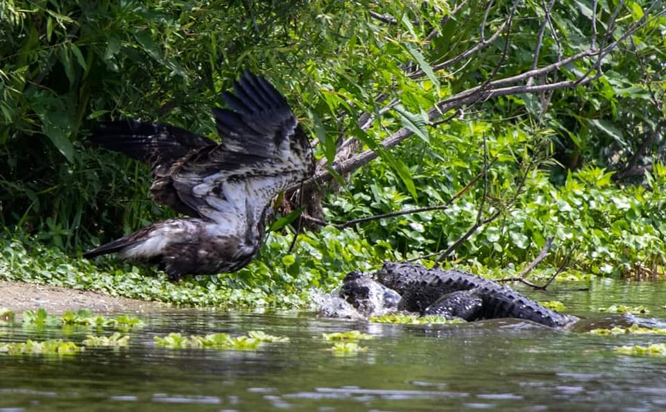 Alligator trying to make an attempt on the eagle's life.