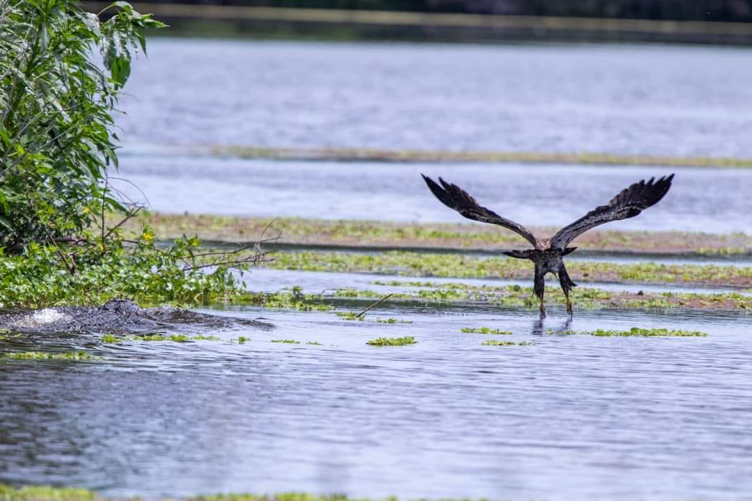 An eagle escaping the alligator's jaws.