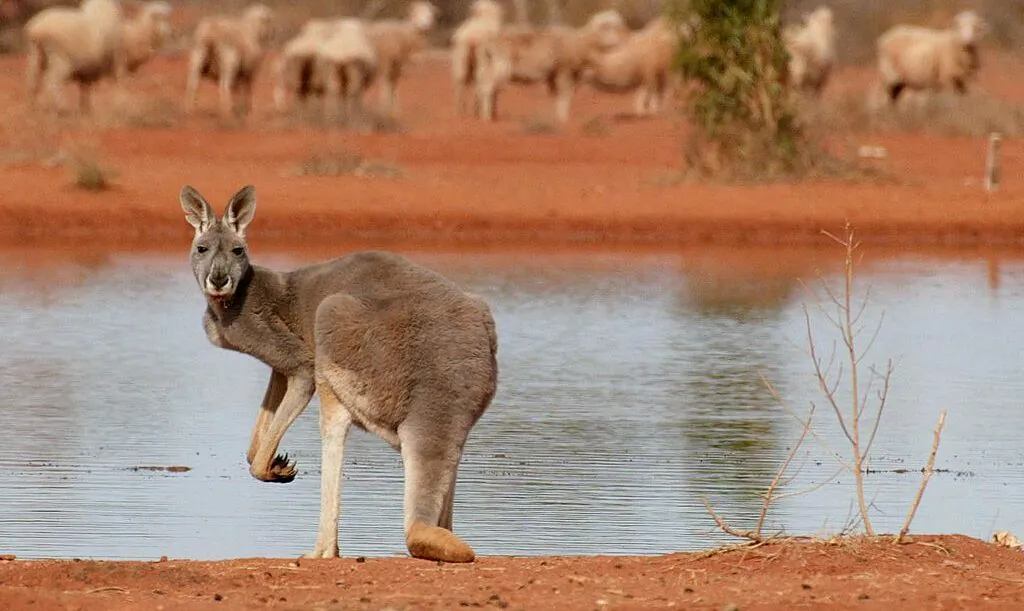 A kangaroo stands next to a rare waterhole as sheep gather as they look for food on a station near White Cliffs in New South Wales, Australia, on July 19, 2002. (William West/AFP via Getty Images)