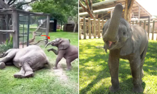 Orphaned Elephant Calf Who Wandered Alone to a Shop Seeking Help Now Loves Troubling His Foster Mom: VIDEO