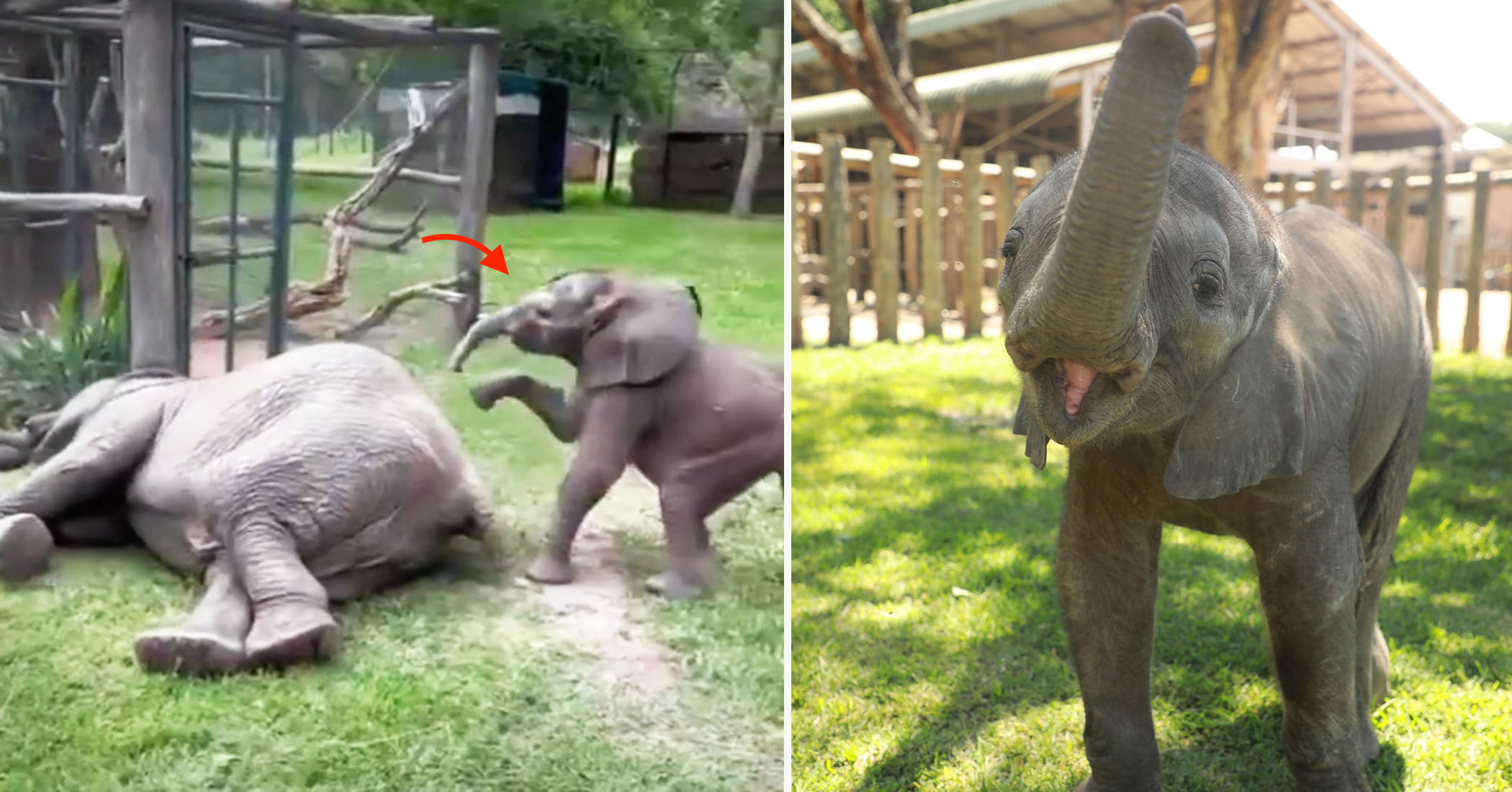 NextImg:Orphaned elephant calf who wandered alone to a shop seeking help now loves troubling his foster mom: VIDEO