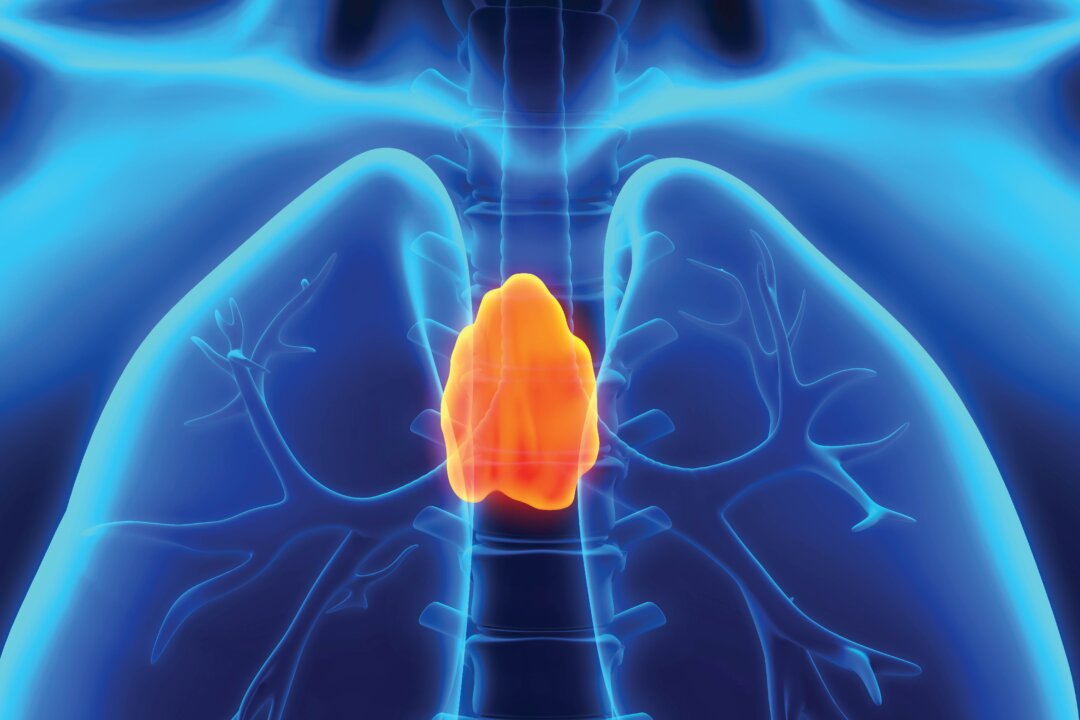 Neither Shrunken Nor Useless: Thymus Remains Essential to Long-Term Health