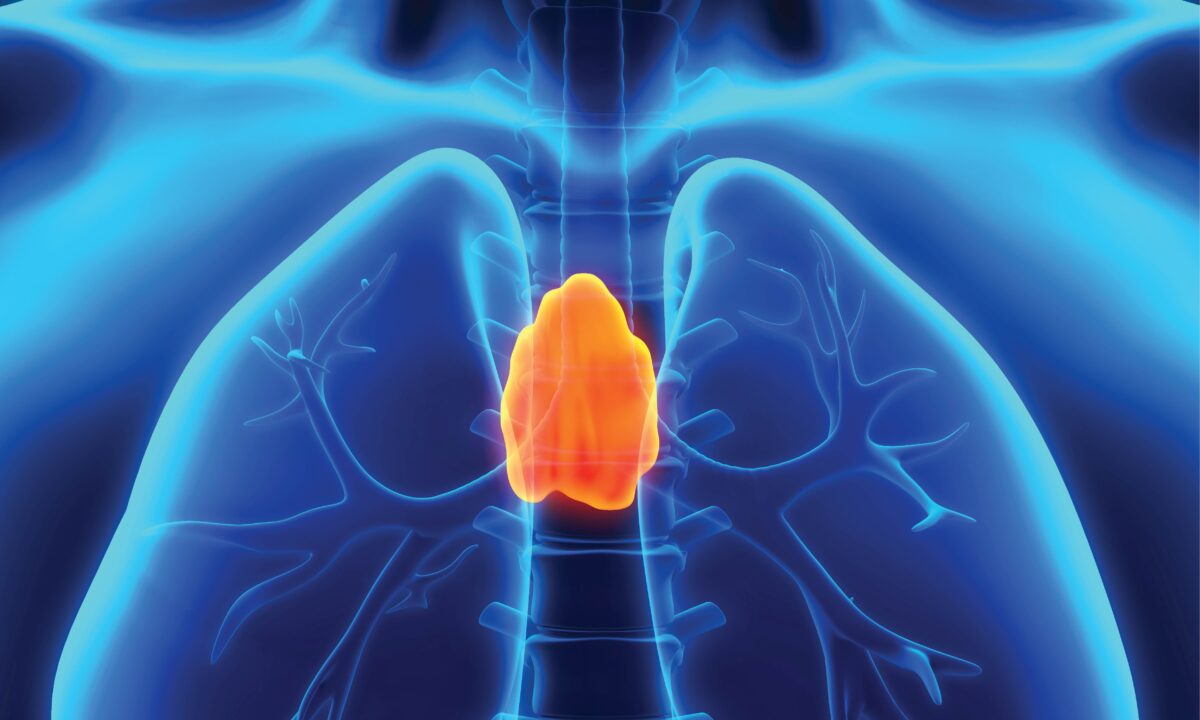 NextImg:Neither Shrunken Nor Useless: Thymus Remains Essential to Long-Term Health