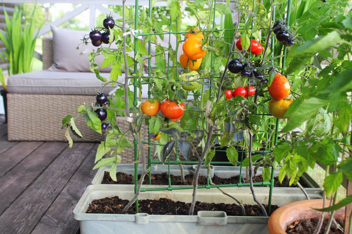 Starting Your Own Garden–However Big or Small