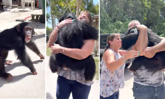VIDEO: Chimpanzee Overjoyed on Reuniting With Caretakers Who Helped Raise Him After He Was Rejected by His Mom