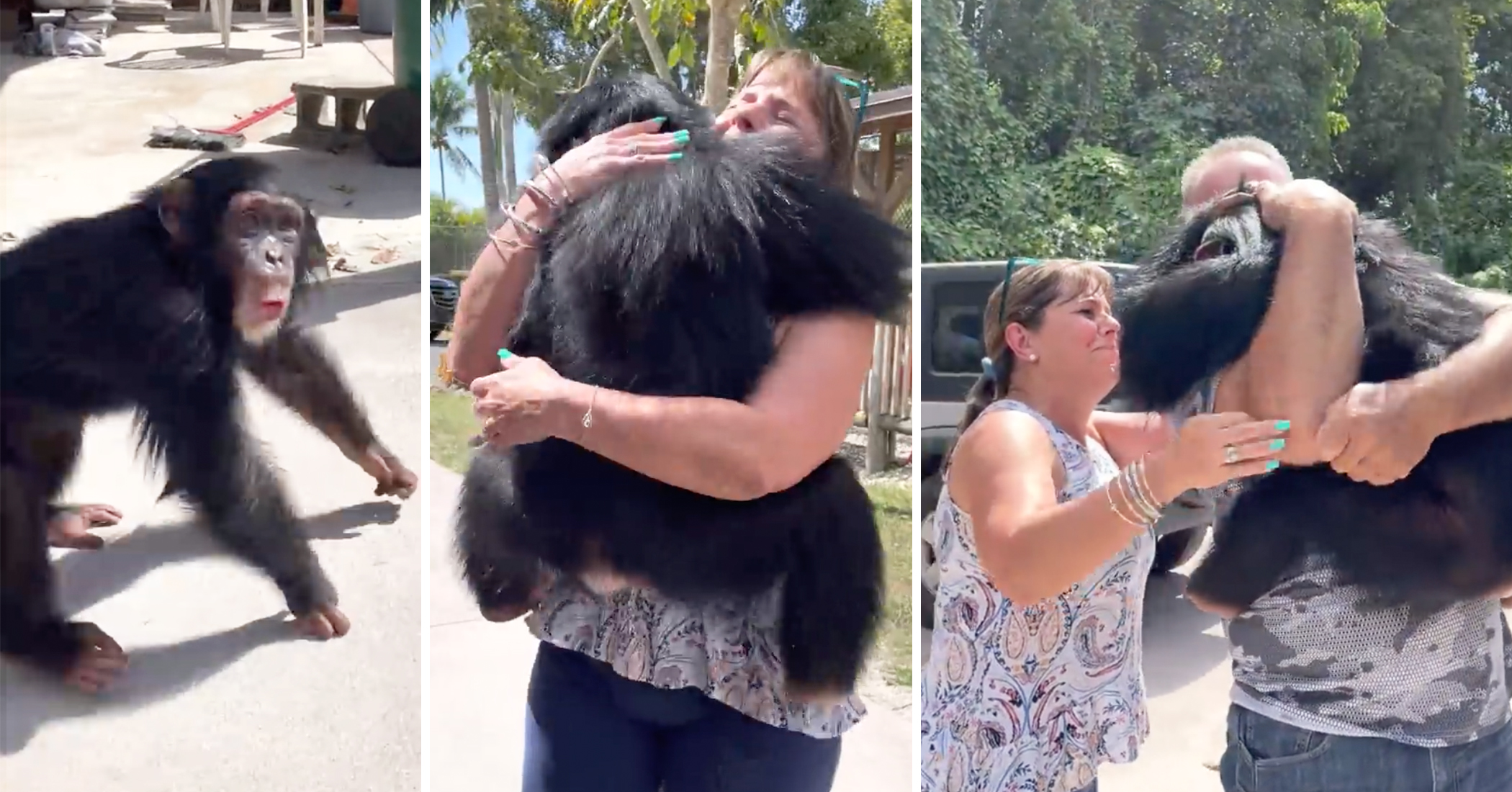 Video Chimp VIDEO: Chimpanzee Overjoyed on Reuniting With Caretakers Who Helped ...