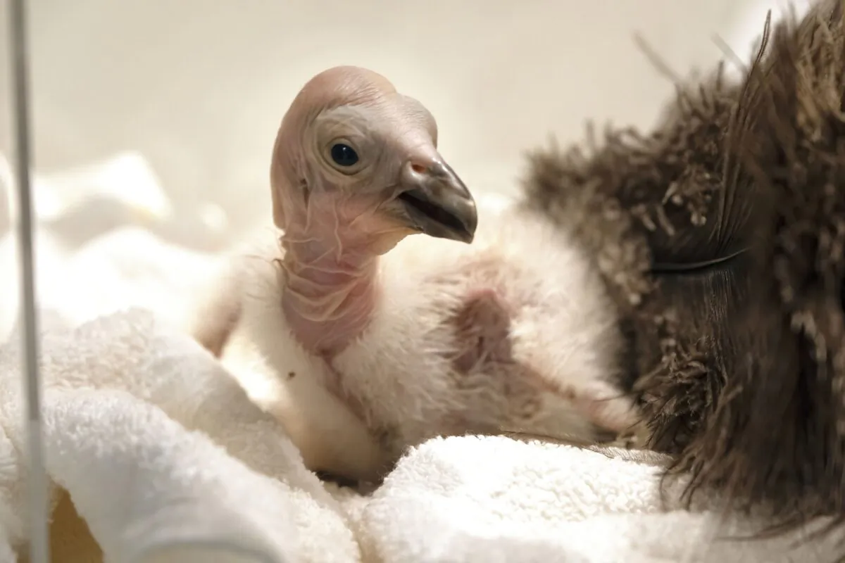 Condor chick LA1123 waits for its feeding in a temperature controlled enclosure at the Los Angeles Zoo on May 2, 2023. (Richard Vogel/AP Photo)