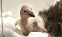 California Condors Confront Bird Flu in Flight From Extinction