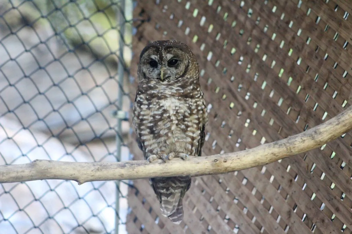 A northern spotted owl is shown at the Northern Spotted Owl Breeding Program (NSOBP) near Hope, B.C. in this undated handout photo. (The Canadian Press/HO, NSOBP)
