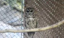 Two Northern Spotted Owls Found Dead in BC Forest, in Blow to Release Program