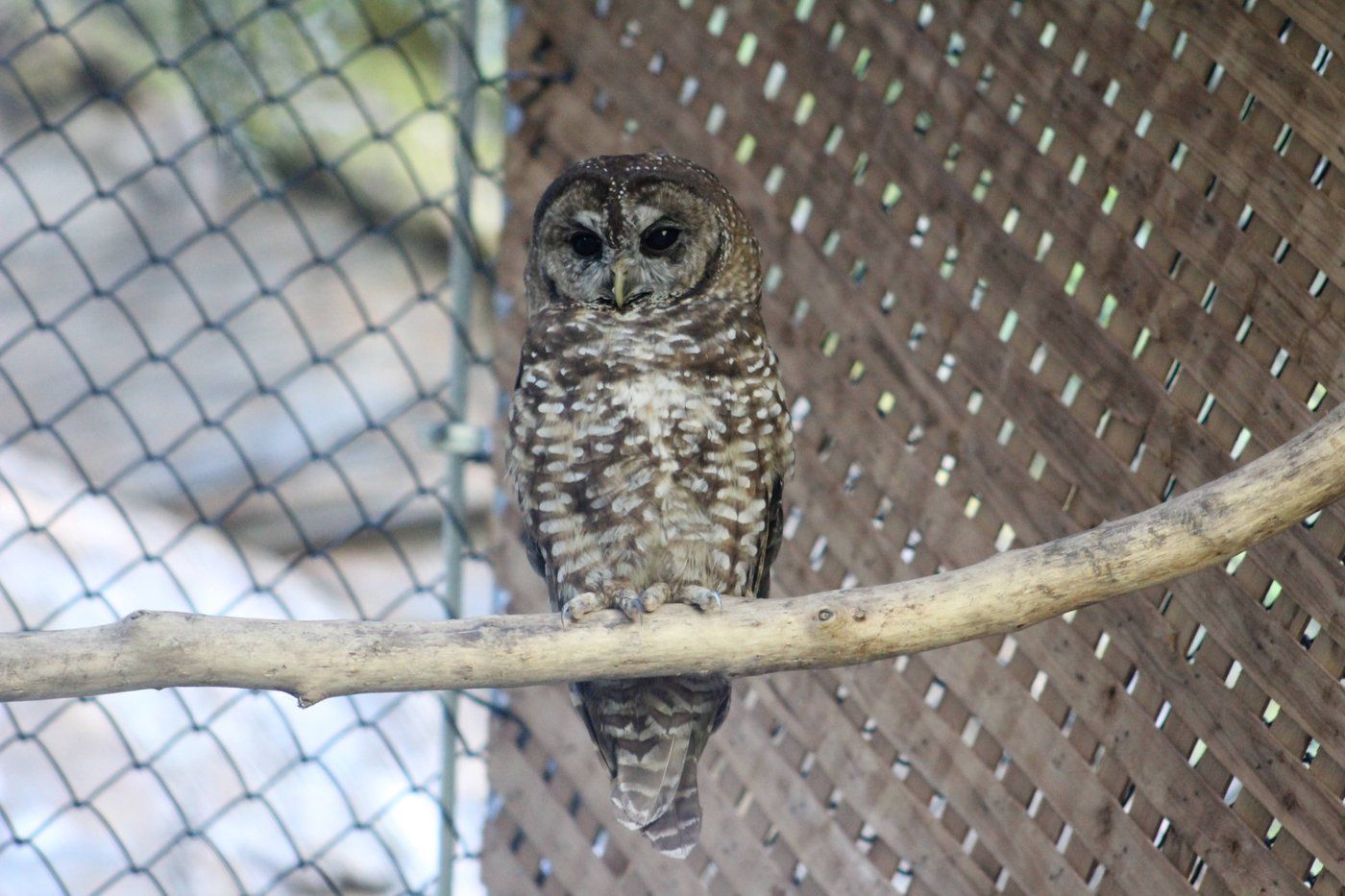 Two Northern Spotted Owls Found Dead in BC Forest, in Blow to Release Program - Vimarsana News