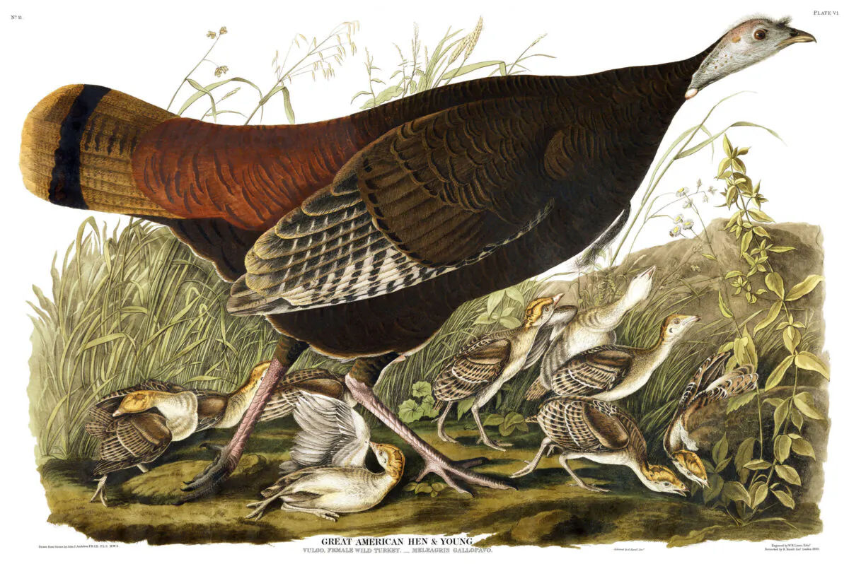 A turkey managed to fool young Mark in "Hunting the Deceitful Turkey." “Great American Hen with Young,” plate 6, 1829, by John James Audubon. (Public Domain)
