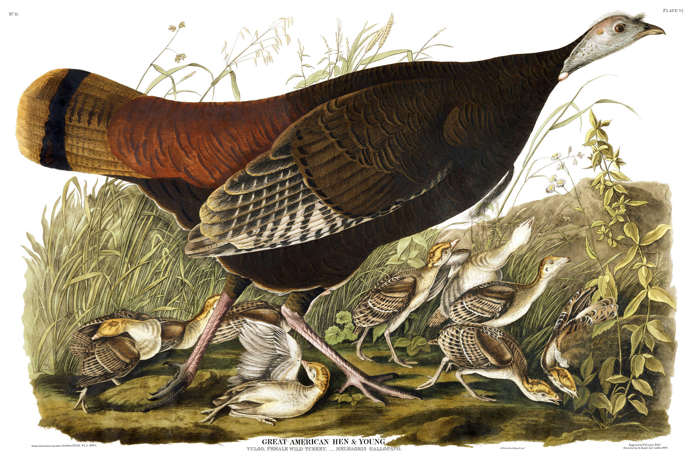 Lost in Excess: Mark Twain's Short Story, 'Hunting the Deceitful Turkey' - Vimarsana News
