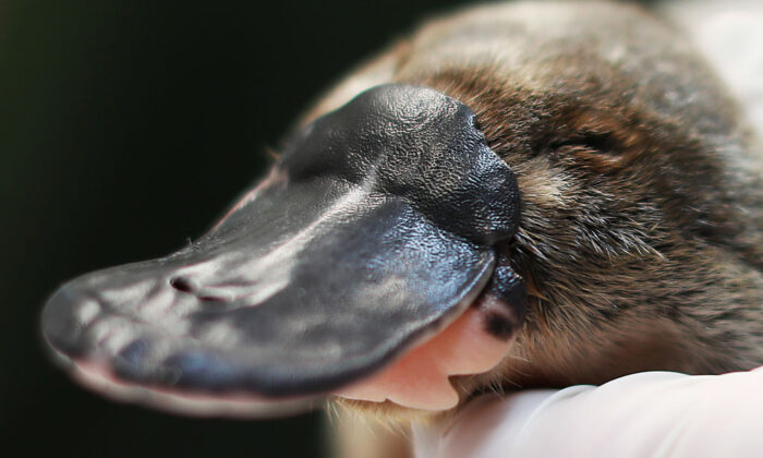 Scientists Ask for Help to Unpack Platypus Enigma