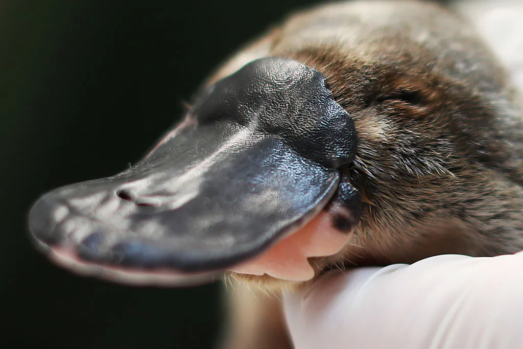 A platypus receives a health check at Taronga Zoo in Sydney, Australia, on June 9, 2021. (Mark Metcalfe/Getty Images)