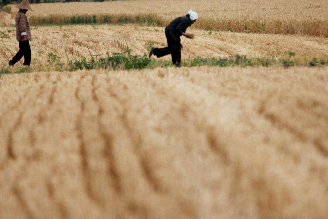 Farm workers glean wheat in a field in Huaibei, Anhui Province, China, on May 29, 2011. (VCG/VCG via Getty Images)
