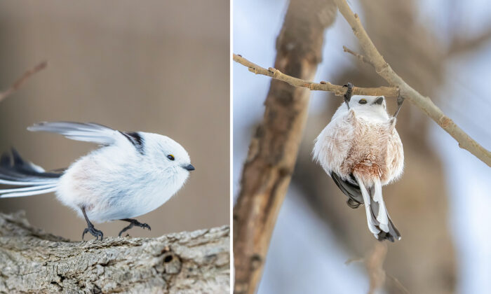 Cutest Birds: Tiny Japanese 'Snow Fairies' Caught Doing Gymnastics on Tree Branches