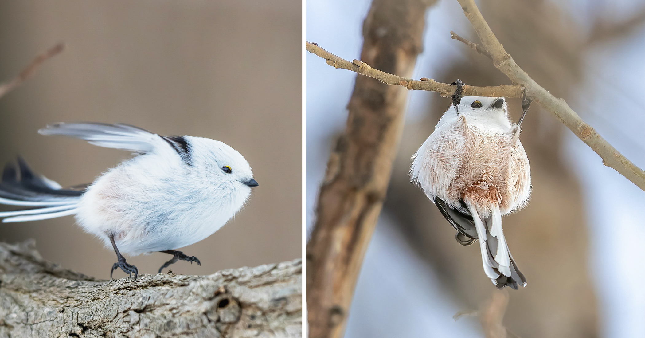 Cutest Birds: Tiny Japanese ‘Snow Fairies’ Caught Doing Gymnastics on 