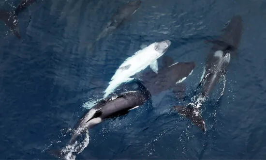 Photographer Captures Footage of Extremely Rare White Killer Whale Calf Spotted off California Coast