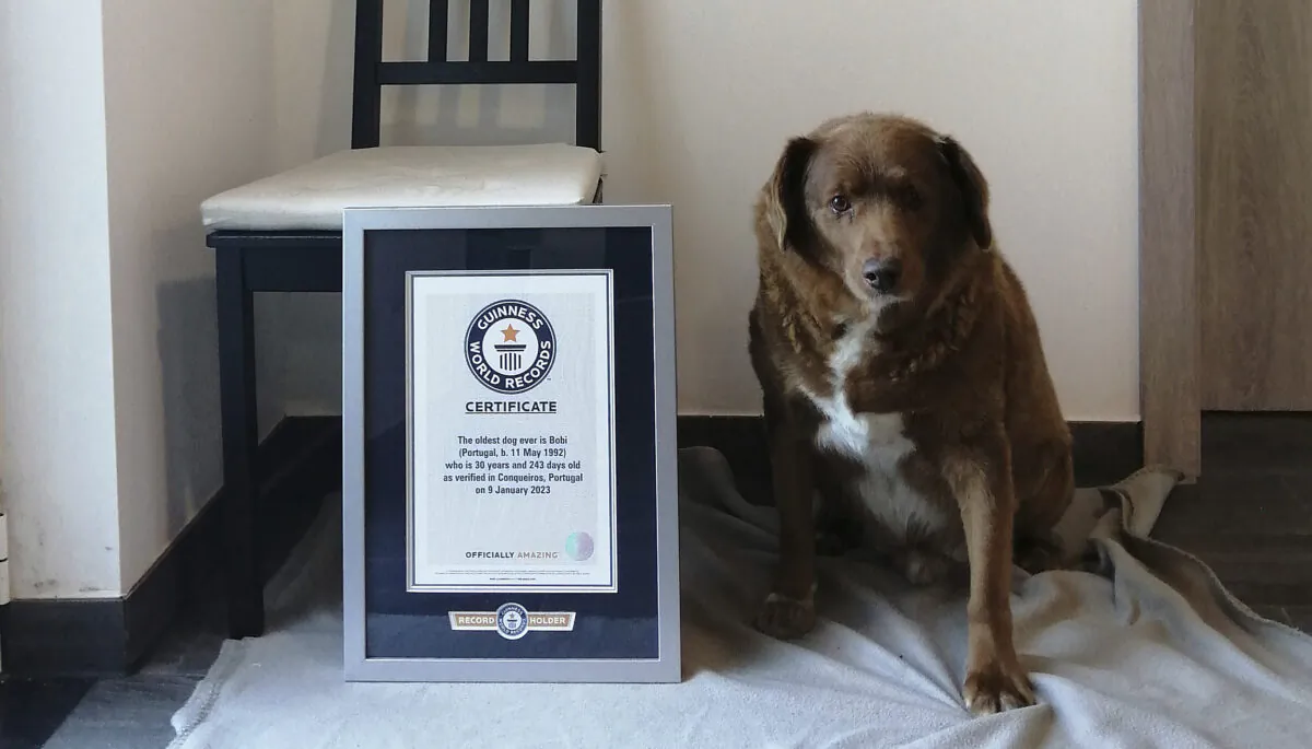 Bobi in Conqueiros, Portugal, in 2023. (Guinness World Records via AP)