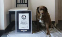 World’s Oldest Dog Celebrates 31st Birthday, According to Guinness World Records
