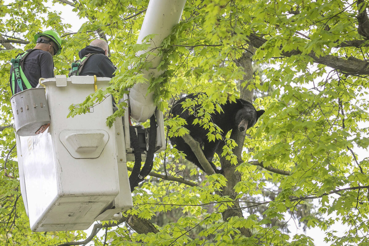Bear in a Tree Holds Michigan City in Suspense for Hours on Mother's Day