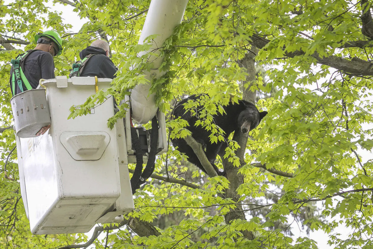 Michigan Department of Natural Resources Wildlife Biologist Steve Griffith prepares to fire a tranquilizer dart into a black bear in a tree outside of a home in Traverse City, Mich., on May 14, 2023. (Jan-Michael Stump/Traverse City Record-Eagle via AP)