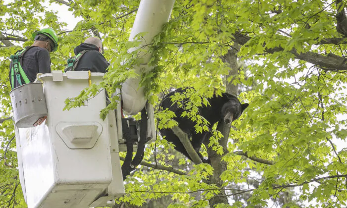 Michigan Department of Natural Resources Wildlife Biologist Steve Griffith prepares to fire a tranquilizer dart into a black bear in a tree outside of a home in Traverse City, Mich., on May 14, 2023. (Jan-Michael Stump/Traverse City Record-Eagle via AP)