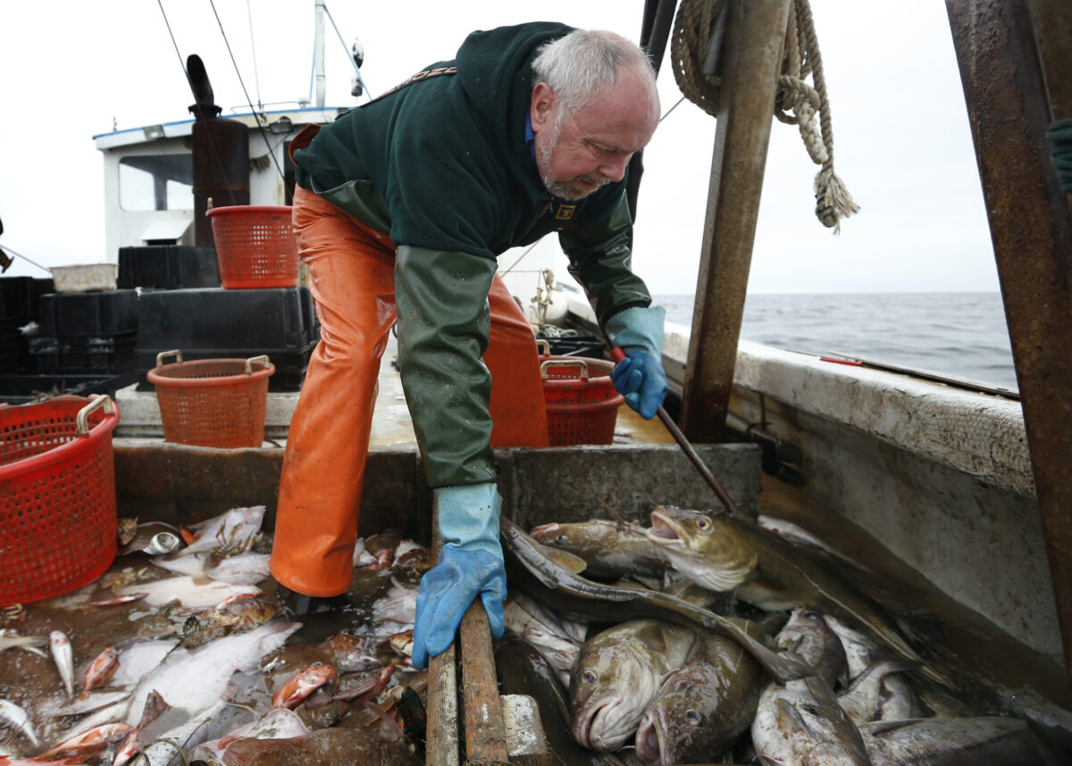NextImg:Regulators Cut Haddock Fishing Quotas by Over 80 Percent in New England