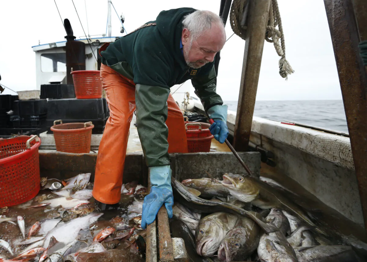 A fisherman sorts cod and haddock while fishing off the coast of New Hampshire on April 23, 2016. (Robert F. Bukaty/AP Photo)