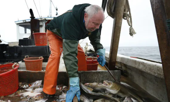 Regulators Cut Haddock Fishing Quotas by Over 80 Percent in New England
