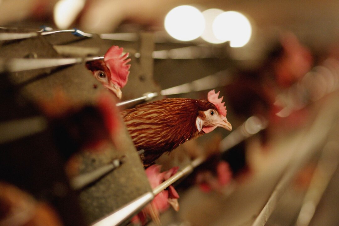 Poultry in a file image. (Jamie McDonald/Getty Images)
