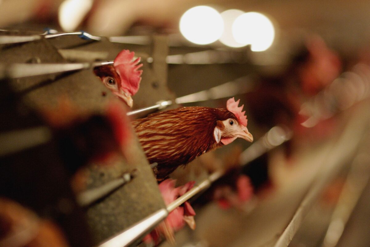 Bird Flu Detected in 2 Poultry Workers in the UK; No Transmission Between People